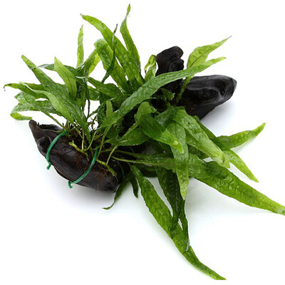 

Ки Шэнь Yi железа природный ива дерево бак для воды ландшафтные растения Ронг Шэнь дерева декоративные аквариумные растения действительно живые растения S 2 шт