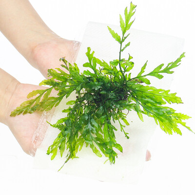 

Pteris природа нечетных переливной бак ландшафтных растения действительно живут Рога железа корона украшены аквариумные растения озеленение-чашка