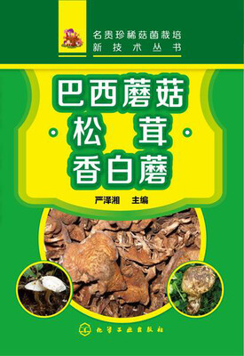 

巴西蘑菇 松茸 香白菇
