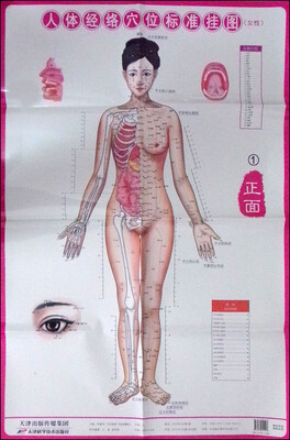 

人体经络穴位标准挂图女性3张
