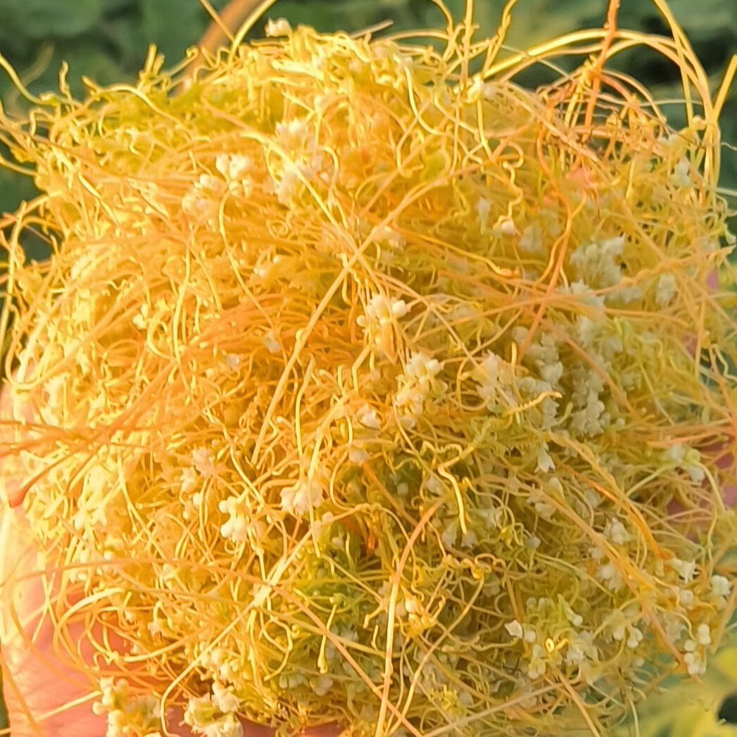 伴悦行新鲜菟丝子中药材无娘藤金丝黄藤子豆寄生黄丝无根草菟丝藤菟丝