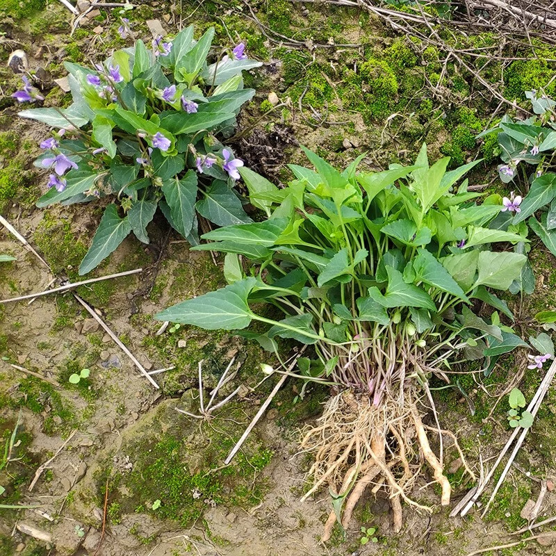 伴悦行现挖新鲜紫花地丁中草药 山地黄花 犁头草 铧头草 华兜草 野