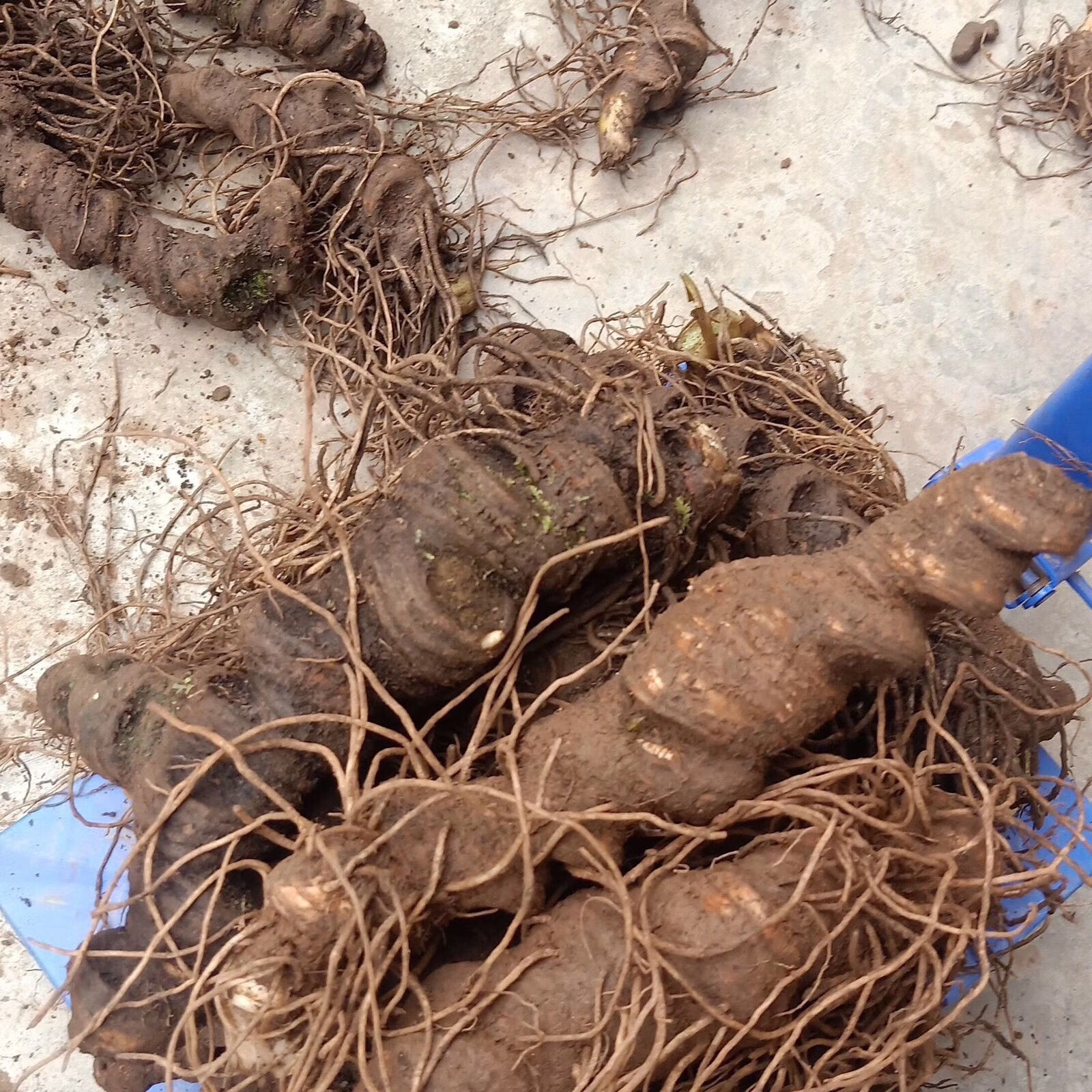 谧鹿新鲜大个头重楼 七叶一枝花 又名独角莲可入药可种植 新鲜重楼100