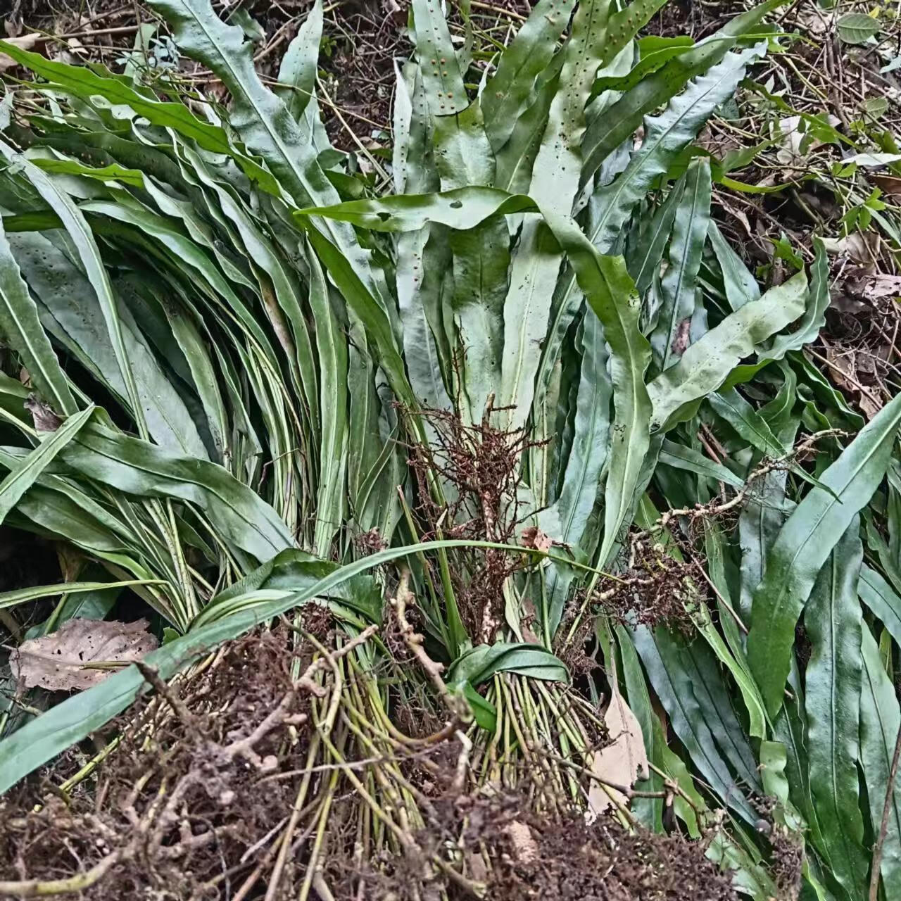 新鲜现采野生大叶石伟中草药金星草江南星蕨七星剑 新鲜现采带根250g