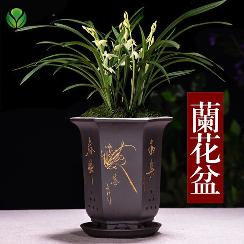 宜兴紫砂花盆简约透气兰花盆君子兰文竹花盆室内多肉植物盆带托盘 尖脚六方带托盘 大