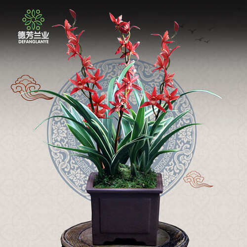 德芳兰业兰花苗带花苞 室内阳台桌面盆栽 吸甲醛 花卉绿植盆栽 兰花 墨兰蕙兰冠艺红花矮种 青龙冠好养 4苗连体带简易盆不带花苞