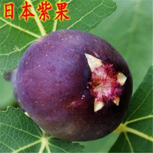【买二送一】当年结果 六年大苗无籽蓝宝石葡萄树苗盆栽地栽果树苗嫁接车厘子樱桃树苗苹果树苗南北方种植 紫果无花果 六年苗（当年结果）