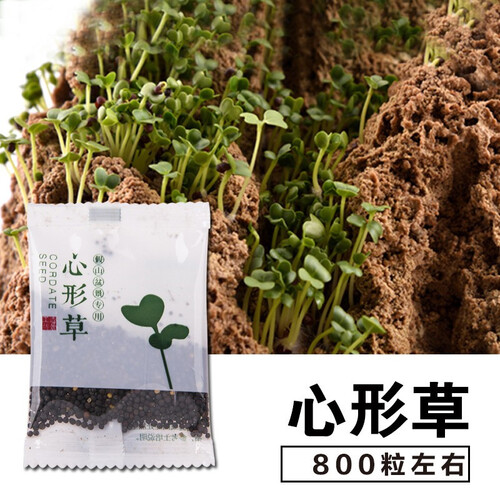 石光小站 假山草籽草种子上水石吸水石奇石盆景植物圆叶草三叶草混装微景观 心形草