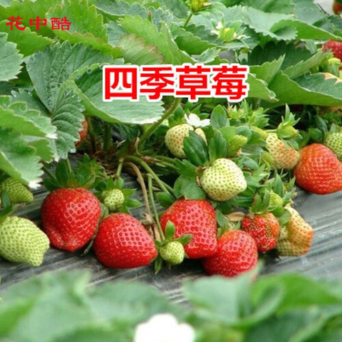 花中酷 蔬菜种子 草莓种子 水果种子 菠萝莓 红莓 洋莓 地莓 四季播种 家庭易种种子 四季草莓200粒