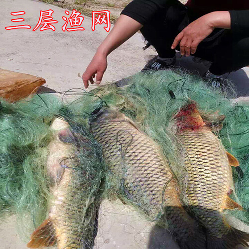 丝网渔网粘鱼网打鱼网高加粗100米三层鱼网 网 渔具 加密三层沉网1.5米高3指100米