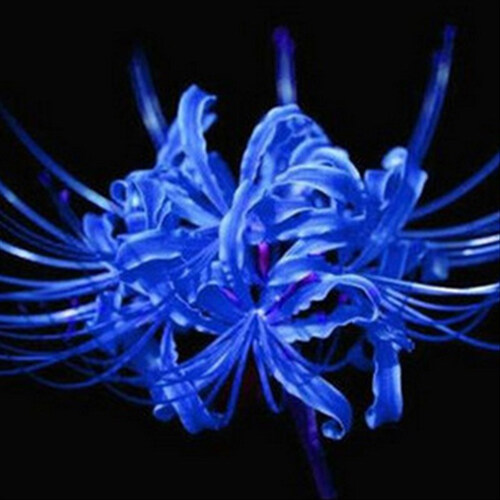 彼岸花苗 多色彼岸花种球 石蒜种球 曼珠沙华种子 曼陀罗华种球 龙爪花 寻龙诀主题花. 蓝星 3年种球 开花多多
