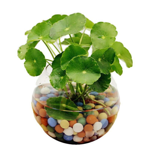 阿克苏河 铜钱草盆栽套餐 绿萝 常青藤金钱草室内盆栽植物 土培 水培花卉绿植 时尚圆球瓶 铜钱草套餐