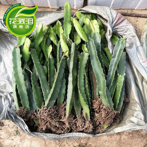 火龙果树苗盆栽地栽果树苗红肉红心火龙果苗南方北方种植当年结果 有根 红皮红肉苗 盆栽 火龙果 3年苗