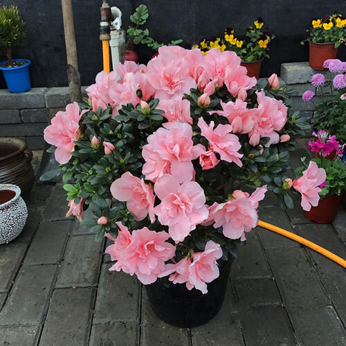 玖枝苑 比利时杜鹃花苗 四季开花带花苞发货盆栽花卉 室内客厅阳台绿色植物盆景 巴黎粉 三年苗（带花苞）