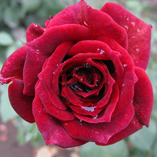 玫瑰花苗【16元可选5件送花盆】四季开花庭院阳台桌面绿植盆栽花卉观花植物室内花蔷薇月季花苗四季种植 红玫瑰