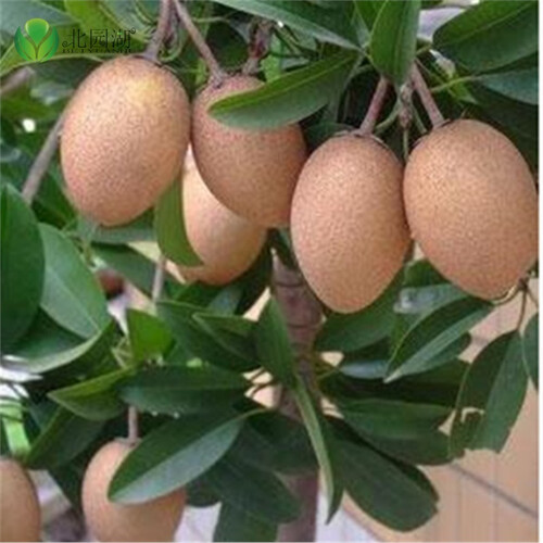 特价果树苗(人心果苗)品种水果王/超甜--当年挂果人心果树苗 7年苗 不含盆