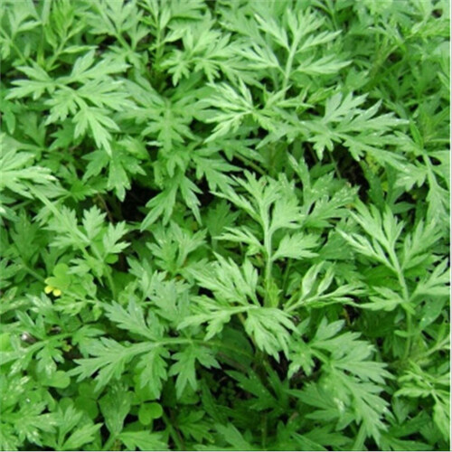 北园湖 驱蚊种子 家庭园艺 芳香花种 驱蚊香草除虫菊夜来香薰衣草种子黄菖蒲七里香 驱蚊草种子30粒