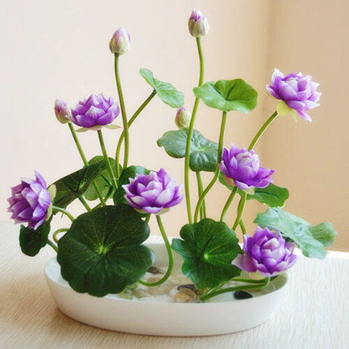 沁心园【30粒已开口碗莲套装】荷花睡莲花种碗莲种子盆栽水培绿植水培花卉种子四季播种 A混色30粒套装