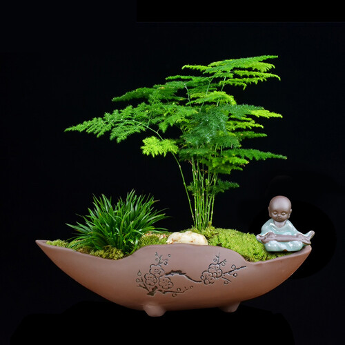文竹盆栽植物室内净化空气四季常青日本昌蒲金钱菖蒲盆景随手香 舟韵文竹+石子+弹琴和尚