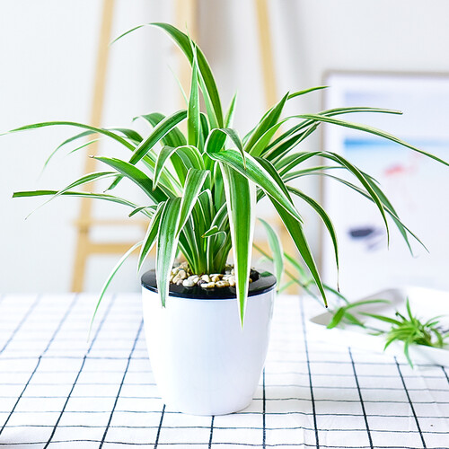 植慕（ZHIMU） 栀子花发财树盆景室内桌面盆栽园艺花卉绿植绿萝吊兰植物盆栽 带盆栽好发货 金边吊兰