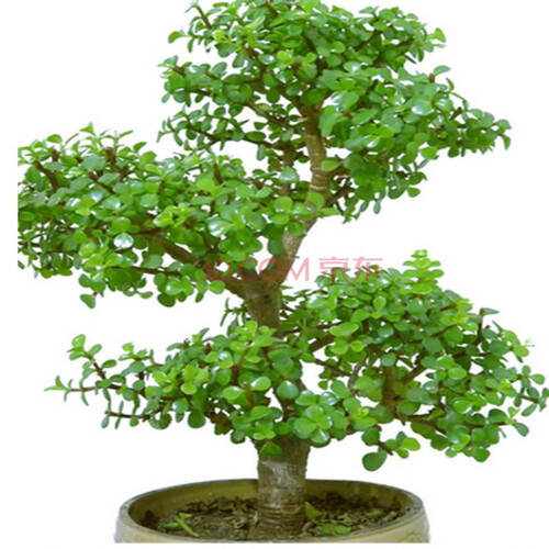 仙人多肉植物 绿植盆栽  桌面绿植 迷你植物办公室室内盆栽 金枝玉叶