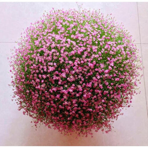 满天星种子易爆盆四季种易活开花不断室内阳台盆栽种子观花卉植物 满天星混500粒+送盆土肥