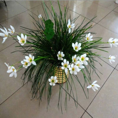 水培花卉植物盆栽花卉碗莲种子水培铜钱草百合花盆栽水仙花种球葱兰花盆栽办公室内绿植盆栽百合种球 W葱兰花套装