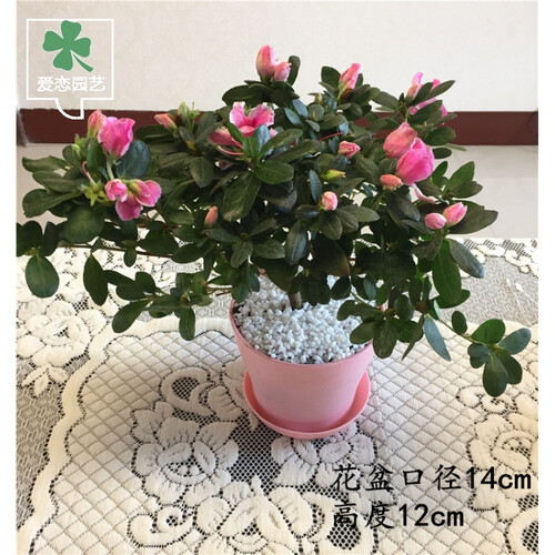 四季开花杜鹃花盆栽比利时西洋室内客厅阳台绿植花卉耐寒带花苞 粉色杜鹃大苗 带盆栽好