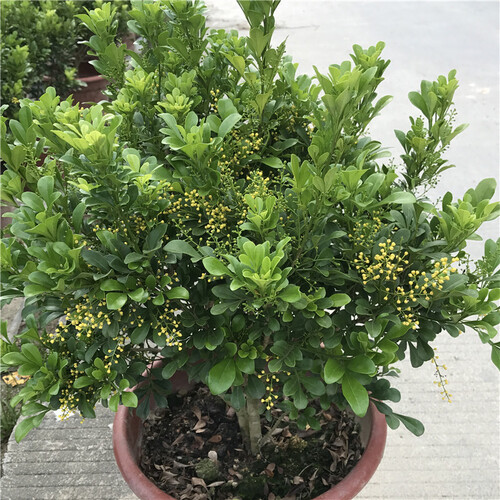 六度园艺 特价米兰花苗可驱蚊虫植物春夏芳香浓郁雅气十足舒人心米兰花盆栽 三年苗 不含盆
