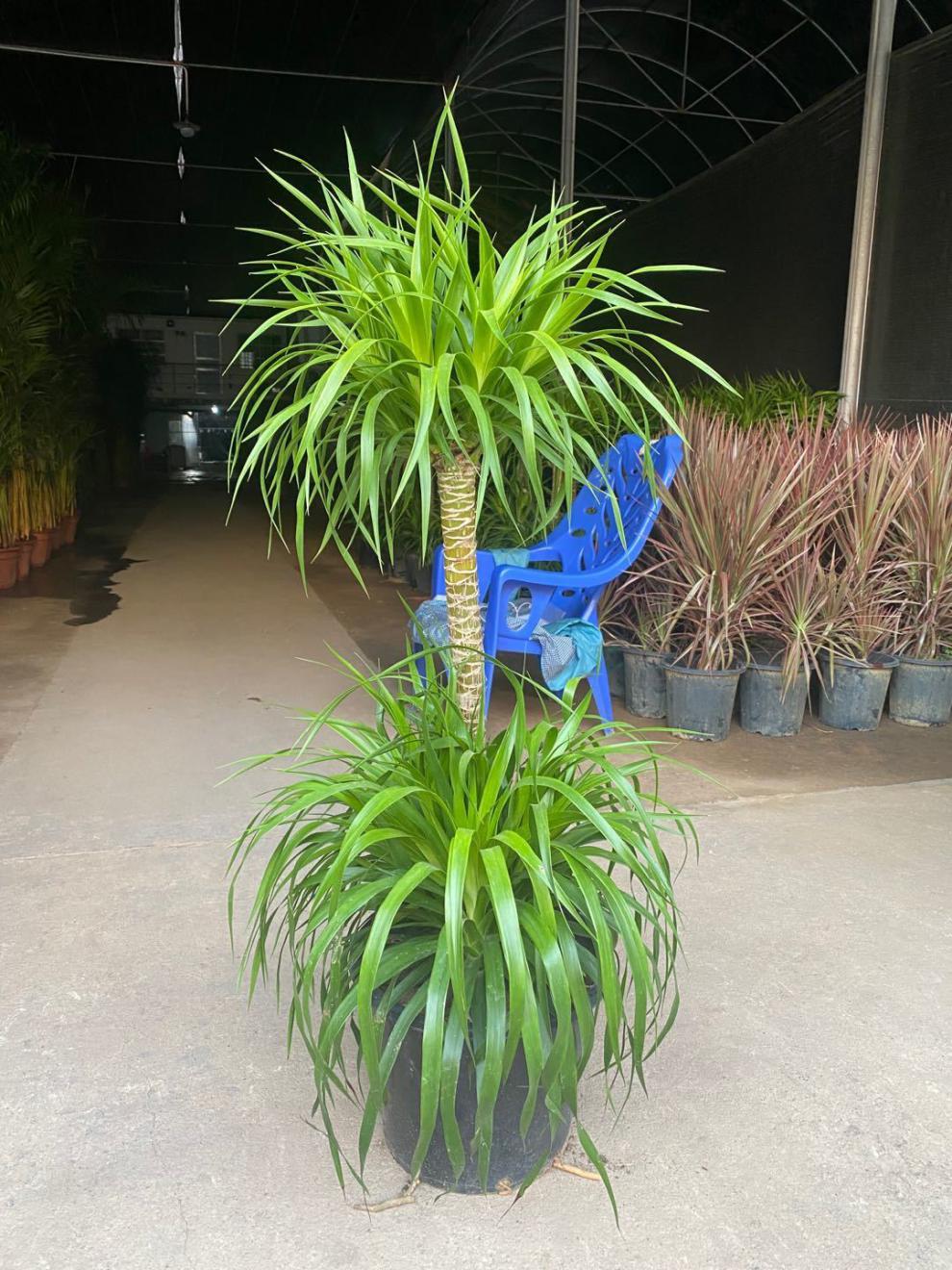 龙血树大型植物室内外盆栽卧室客厅办公室多头老桩网红植物大型多头高