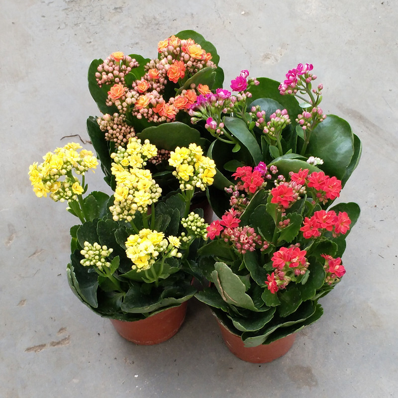 现货 京东云仓发货 长寿花盆栽苗 多肉植物四季开花室内阳台观花花卉