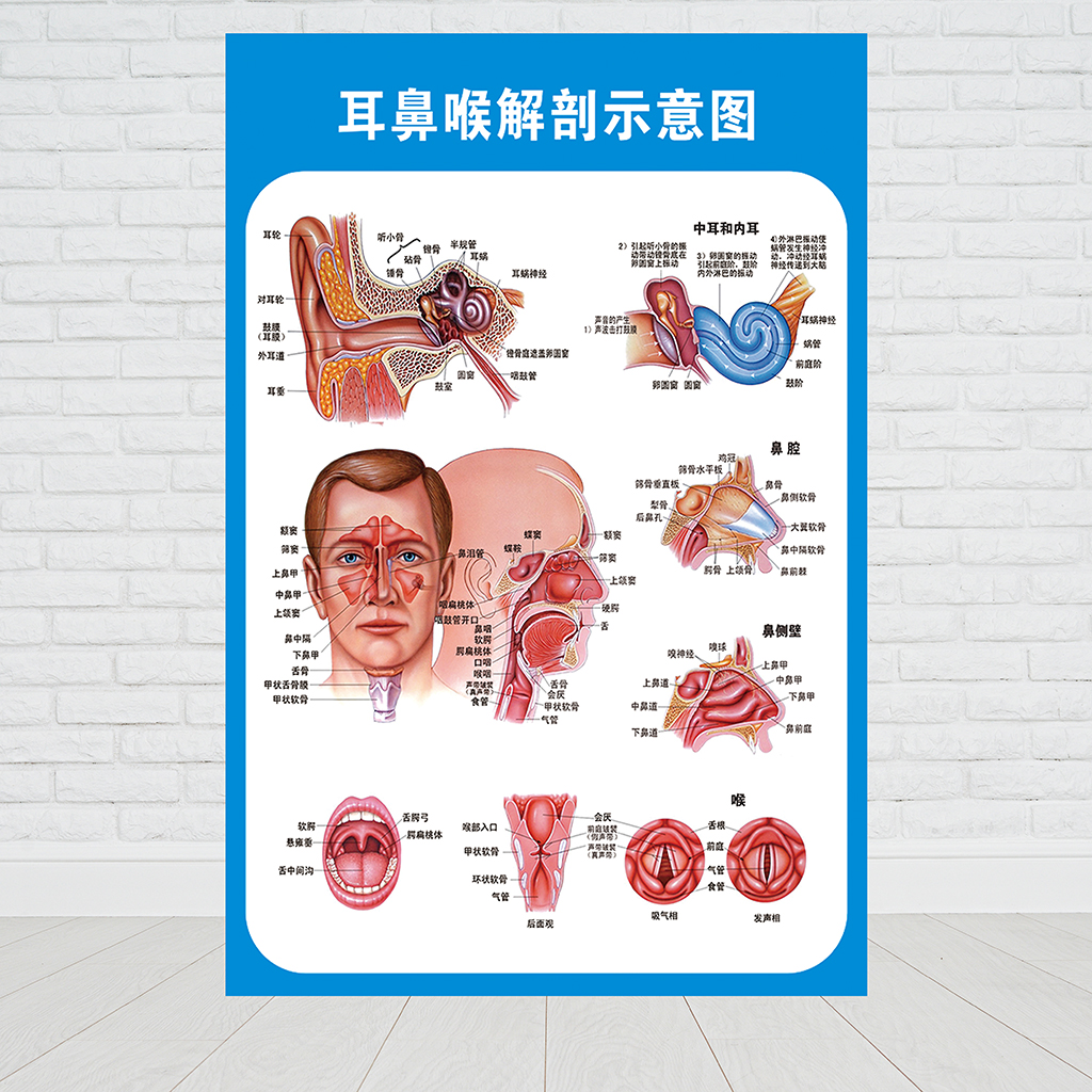 解剖示意图医院大挂图人体经络穴位图中医养生海报贴画 耳鼻喉口腔