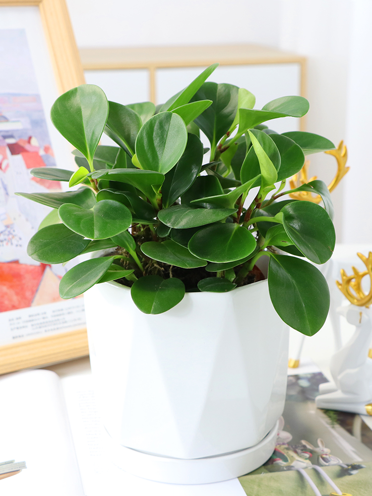 轮叶盆栽室内客厅吸二手烟青叶碧玉水培植物花卉苗白皇冠陶瓷盆碧玉带