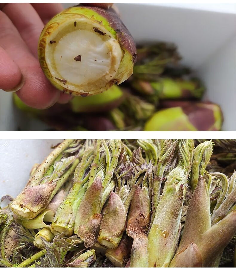 五斤装刺龙芽(中通)【图片 价格 品牌 报价】-京东