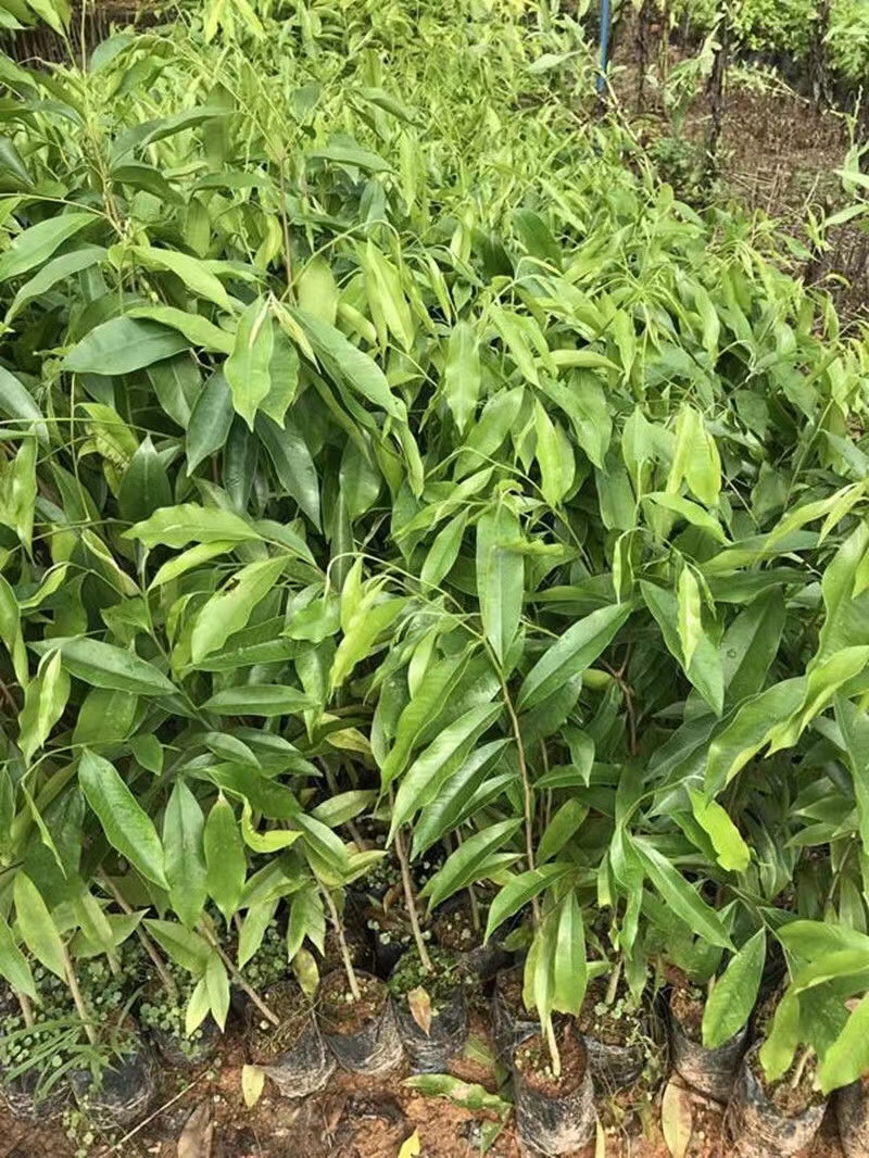 名贵苗木金丝楠木树苗正宗海南沉香苗小叶紫檀降香奇楠沉香 小叶紫檀