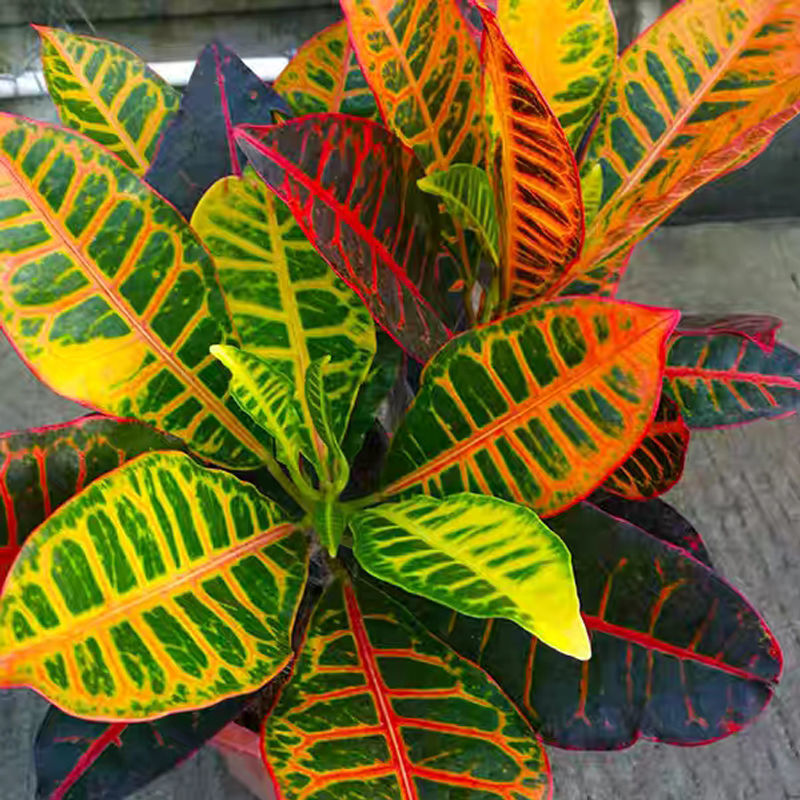 雨花蝶七彩变色木盆栽变叶木植物室内外花卉阳台好养易活花叶大绿植单