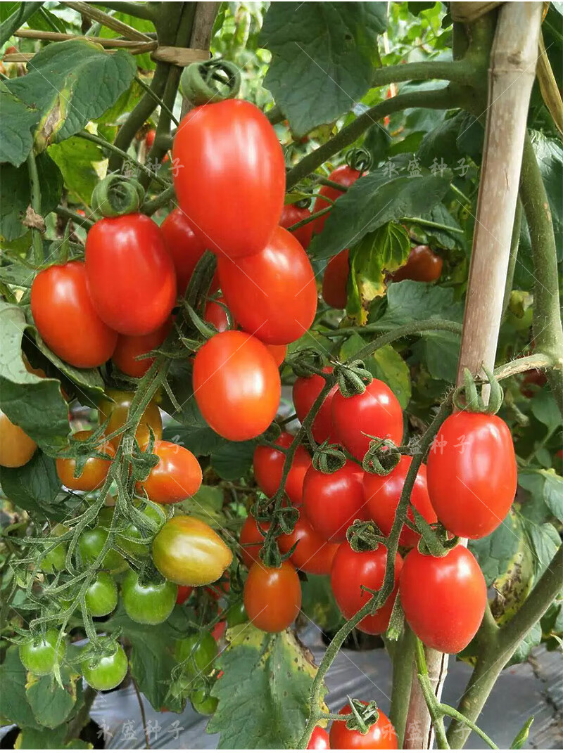 孑四季高产圣女果种籽水果小西红柿子种蔬菜种子娇美樱桃番茄原装50粒