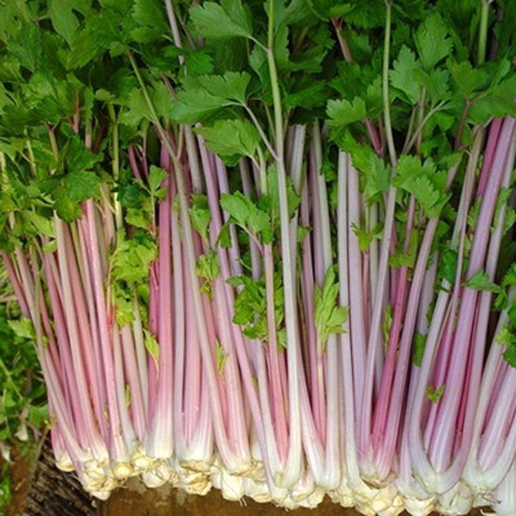 紫玉香芹种子 红芹菜种籽红色紫色野生 盆栽蔬菜阳台冬季四季种菜