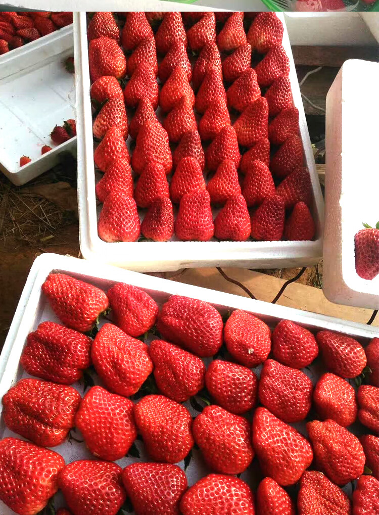 顺丰空运河北保定满城99奶油草莓草莓生鲜奶油草莓红颜99草莓生鲜次日