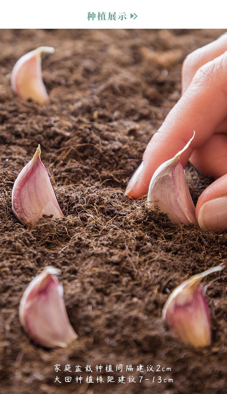 农之子大蒜种子紫皮蒜头山东大蒜250g半斤