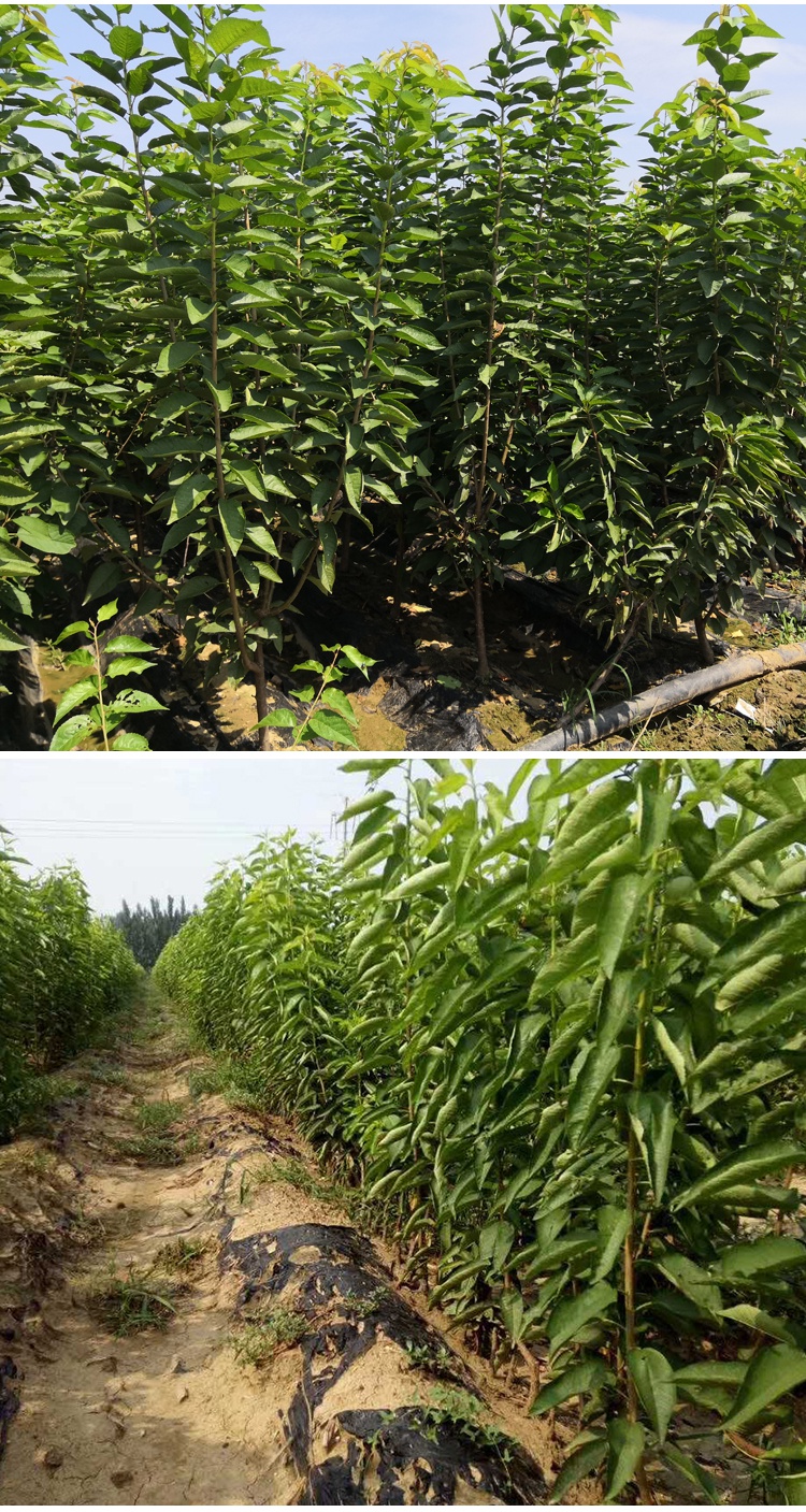 嫁接大樱桃树苗带土带叶车厘子樱桃苗南方北方种植果树苗盆栽地栽红灯