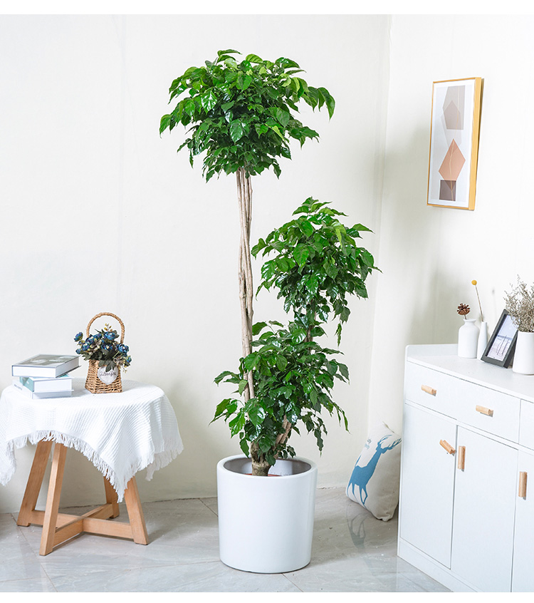 网红净化空气植物花城多层绿宝多层幸福树观叶大型绿植室内客厅公司