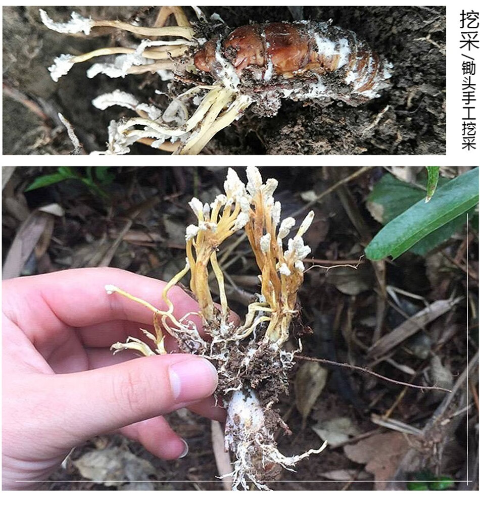 大别山金蝉花250g知了花竹林野生金蚕花蝉花虫草粉泡茶煲汤 【大罐】