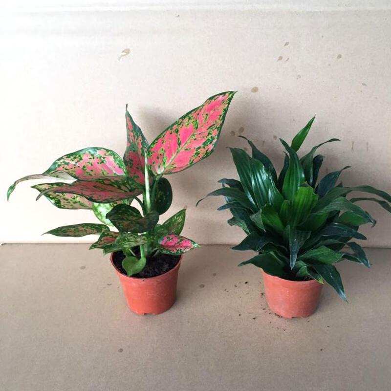 园艺 如意皇后盆栽土养彩叶植物观叶万年青室内花卉 三株铁海棠90#1盆