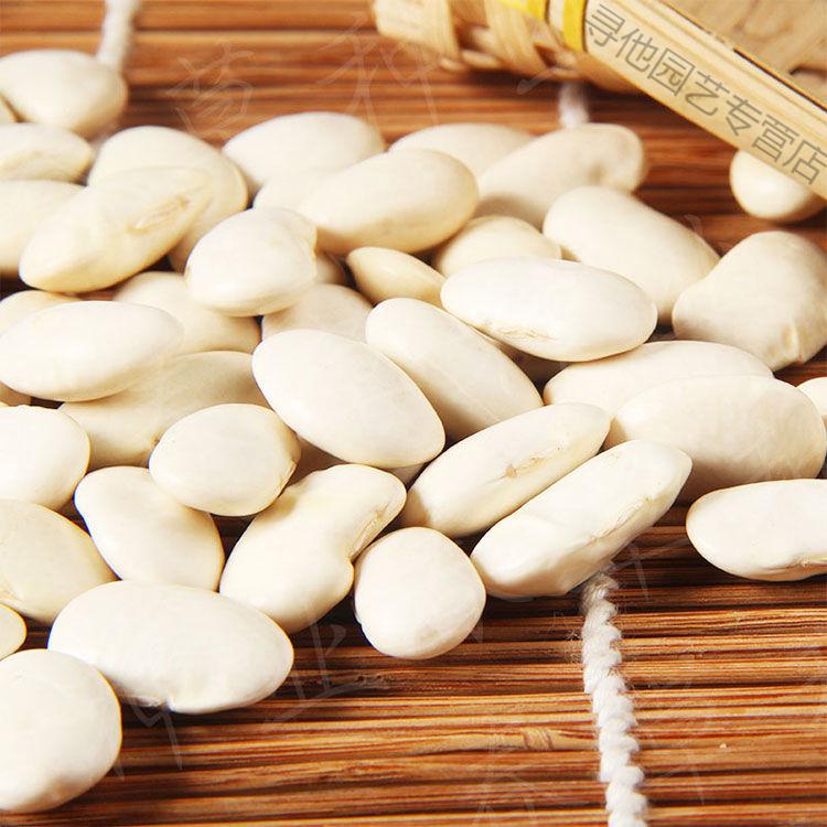 高产大白芸豆种子农家大白芸豆籽白云豆大颗粒白芸豆种子四季播种大白