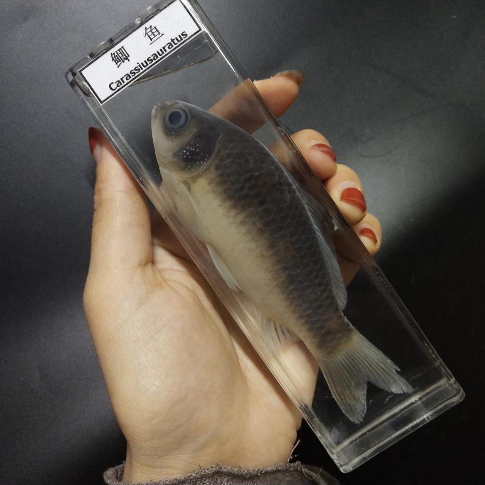 标本海洋生物真实动物盒鲨鱼鲫鱼海螺蜗牛螃蟹虾蜘蛛蛙的发育浸制