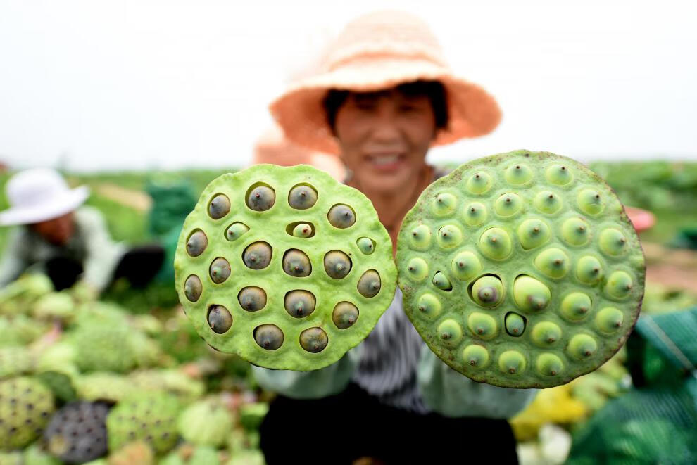 太空莲36号藕种籽子建宁广昌白莲湘莲莲子种子观赏荷花藕苗产莲子藕苗