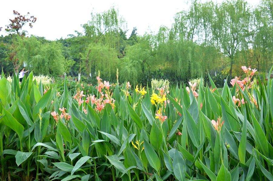 挺水植物红色花苗湿生水生植物庭院盆栽室外湿地园林绿化美人蕉5棵