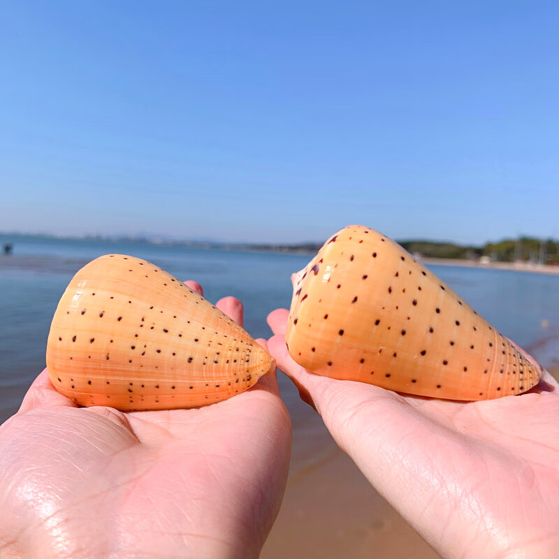 黄玉米螺天然贝壳海螺玉米芋螺鱼缸造景水族装饰地中海风格摆件 黄