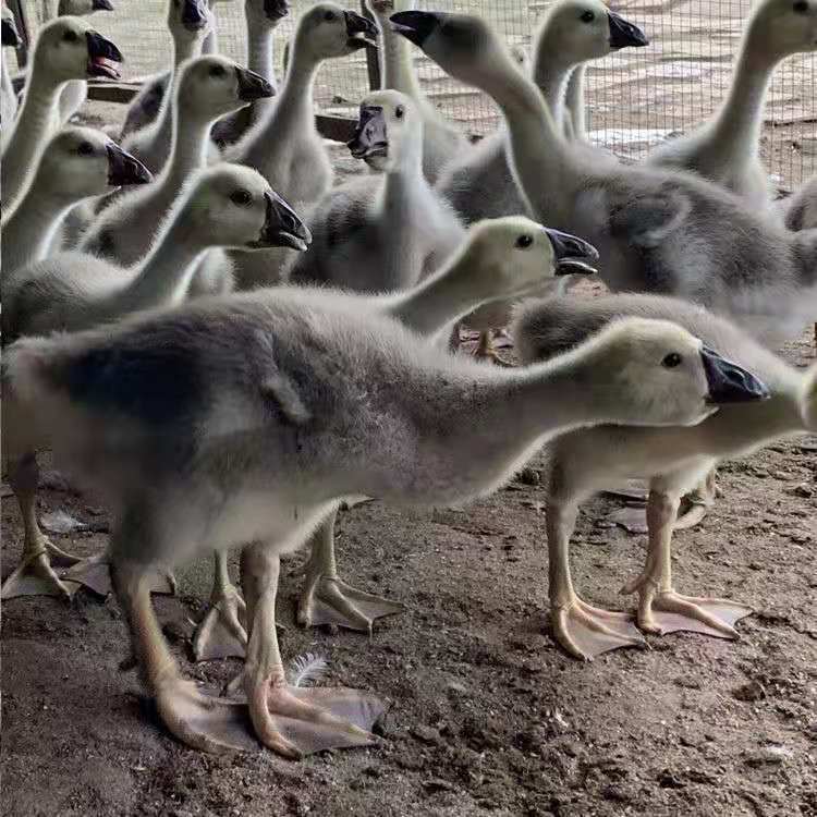 荣郁 一斤狮头鹅特大狮头鹅活鹅小苗半大鹅活苗纯种狮子头鹅白鹅灰鹅